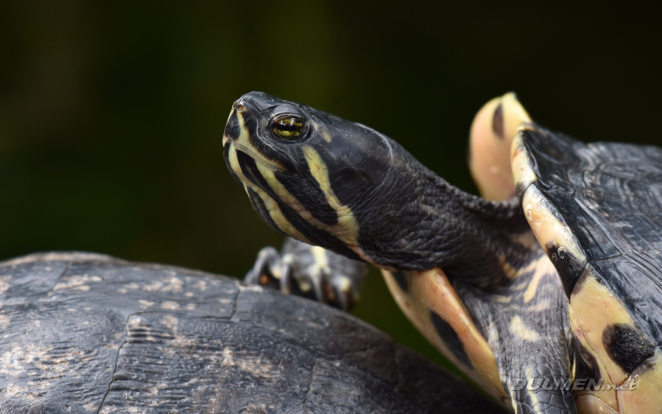 Cumberland Turtle (Trachemys scripta troosti)